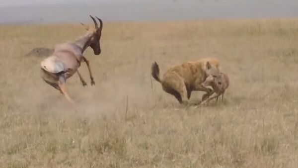 Едва не насадили на рога — антилопы пытались спасти детеныша от гиены. Видео - Sputnik Кыргызстан