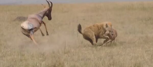Едва не насадили на рога — антилопы пытались спасти детеныша от гиены. Видео - Sputnik Кыргызстан
