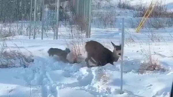 Маленькая рысь убила большую олениху — вцепилась в голову. Видео - Sputnik Кыргызстан