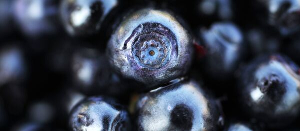 Кара моюл. Архив - Sputnik Кыргызстан