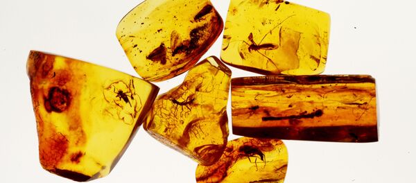 Янтарь с инклюзами древних насекомых. Архивное фото - Sputnik Кыргызстан