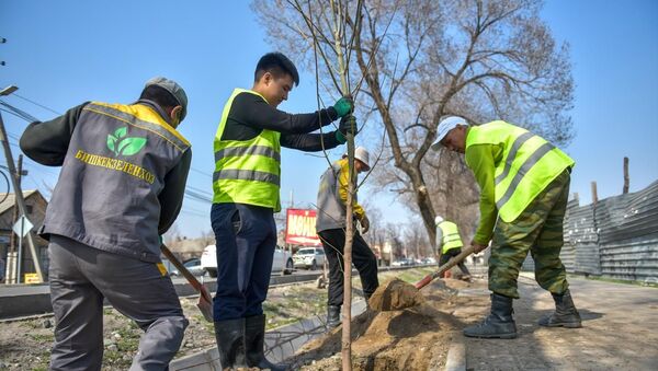 Сотрудники Бишкекзеленхоза во время посадки деревьев. Архивное фото - Sputnik Кыргызстан