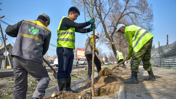 Сотрудники Бишкекзеленхоза во время посадки деревьев. Архивное фото - Sputnik Кыргызстан
