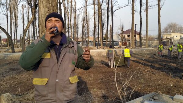Сотрудник Зеленхоза спел для коллег, сажающих деревья в новом парке. Видео - Sputnik Кыргызстан