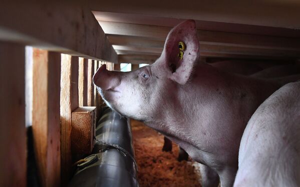 Транспортировка свиньи в Китай - Sputnik Кыргызстан