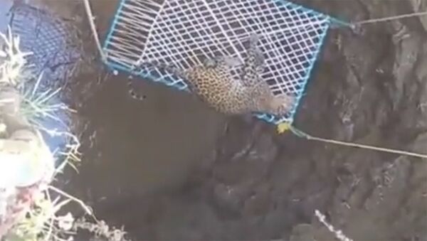 Жители Индии вытащили леопарда из колодца, а он напал на них — видео - Sputnik Кыргызстан