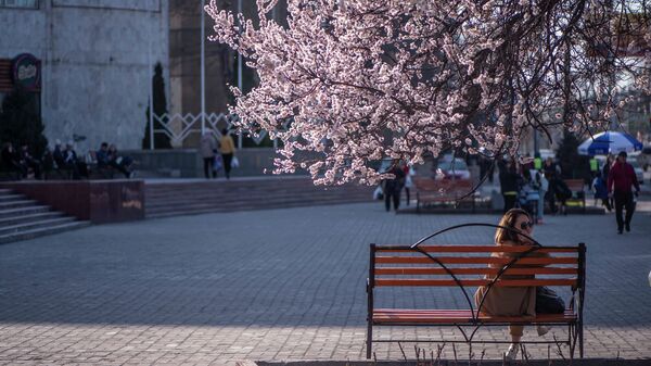 Цветение абрикоса в Бишкеке. Архивное фото - Sputnik Кыргызстан
