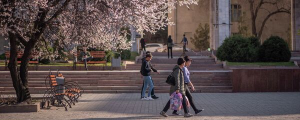 Цветение урюка в Бишкеке - Sputnik Кыргызстан