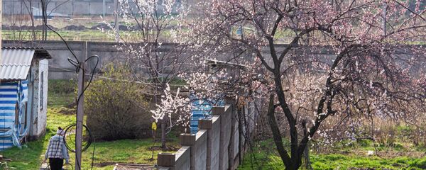 Цветение урюка в Бишкеке - Sputnik Кыргызстан