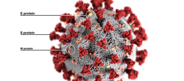 Ультраструктурная морфология коронавирусов Ультраструктурная морфология коронавирусов - Sputnik Кыргызстан