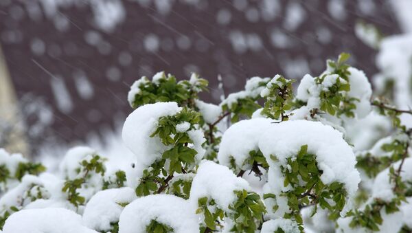 Снег на ветви дерева. Архивное фото - Sputnik Кыргызстан
