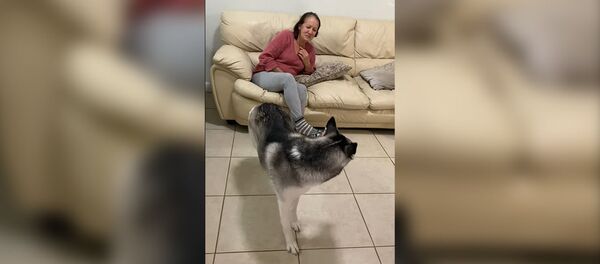 Забавное видео с собакой, соблюдающей рекомендации ВОЗ - Sputnik Кыргызстан