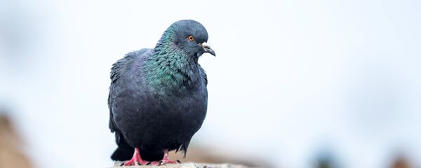 Птицы городских лесов и парков Карелии - Sputnik Кыргызстан