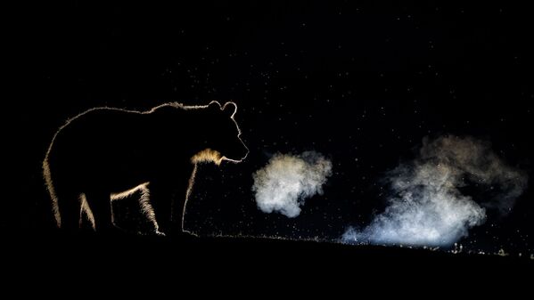 Снимок Breathing фотографа Bence Máté, высоко оцененный в категории Wildlife конкурса Nature TTL Photographer of the Year 2020 - Sputnik Кыргызстан