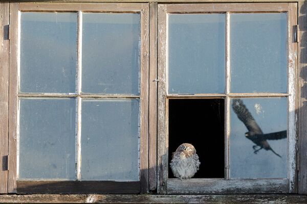 Снимок Startled Owl фотографа Paul Holman, занявший второе место в категории Wildlife конкурса Nature TTL Photographer of the Year 2020 - Sputnik Кыргызстан