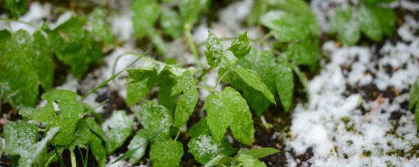 Жашыл чөптөгү кар. Архив Жашыл чөптөгү кар. Архив - Sputnik Кыргызстан