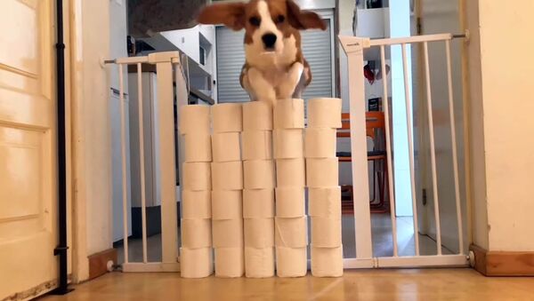 Эта собака умеет рассчитывать свои силы — забавное видео - Sputnik Кыргызстан