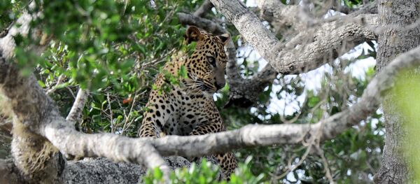 Леопард сидит на дереве в национальном парке Яла в южном районе Яла в Шри-Ланке - Sputnik Кыргызстан