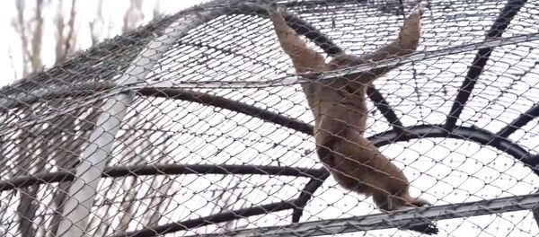 Как живется обитателям зоопарка Алматы на карантине — видео - Sputnik Кыргызстан