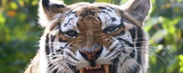 Тигр. Архивное фото - Sputnik Кыргызстан