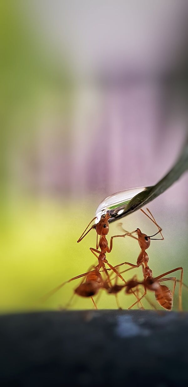 Снимок Thirsty ants фотографа из Филиппин, ставший победителем конкурса The World's Best Photos of #Water2020 - Sputnik Кыргызстан