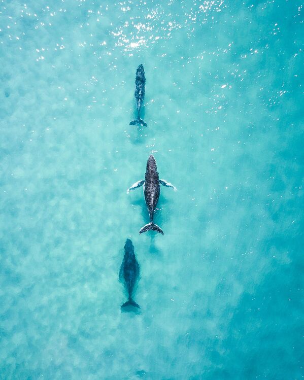 Снимок Spotting these 3 cruising up the coast made my day фотографа из Австралии, представленный на конкурсе The World's Best Photos of #Water2020 - Sputnik Кыргызстан