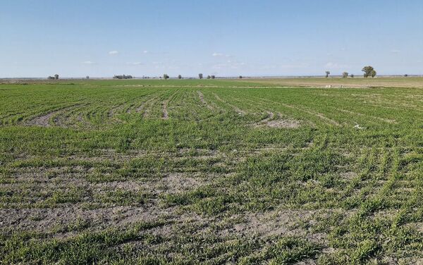 Несмотря на трудности крестьяне рассчитывают, что ранняя весна и прогнозируемые дожди позволят получить высокий урожай - Sputnik Кыргызстан