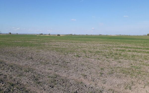 Земледельцы делают все, чтобы завершить посев и химическую прополку полей в срок - Sputnik Кыргызстан