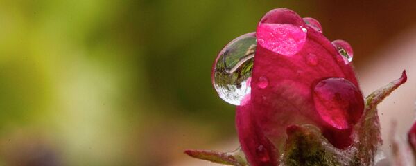 Дождь в Бишкеке. Макросъемка - Sputnik Кыргызстан