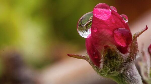 Капли дождя на цветке. Макросъемка. Архивное фото - Sputnik Кыргызстан