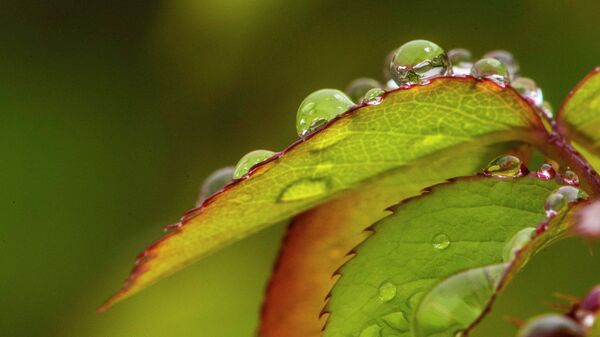 Капли дождя на листве. Макросъемка. Архивное фото - Sputnik Кыргызстан