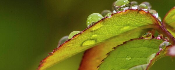 Капли дождя на листве. Макросъемка - Sputnik Кыргызстан