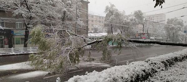 Бишкекте шамал үчүн дарак кулады - Sputnik Кыргызстан