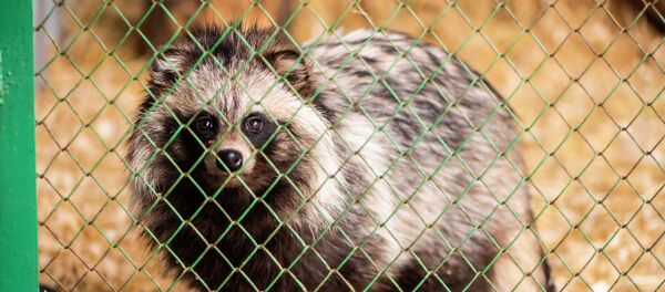 Реабилитационный зоопарк в парке Асанбай в Бишкеке - Sputnik Кыргызстан