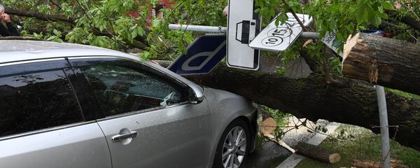 Дерево упавшее на автомобиль. Архивное фото - Sputnik Кыргызстан