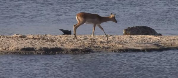 Крокодил схватил антилопу, а на него напал бегемот — видео Крокодил схватил антилопу, а на него напал бегемот — видео - Sputnik Кыргызстан