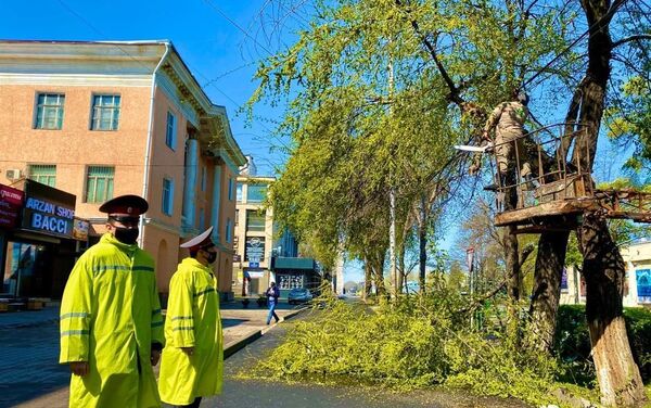 Из-за снега 9 апреля в Бишкеке рухнуло 69 деревьев, повреждено 18 машин, сообщила пресс-служба мэрии - Sputnik Кыргызстан
