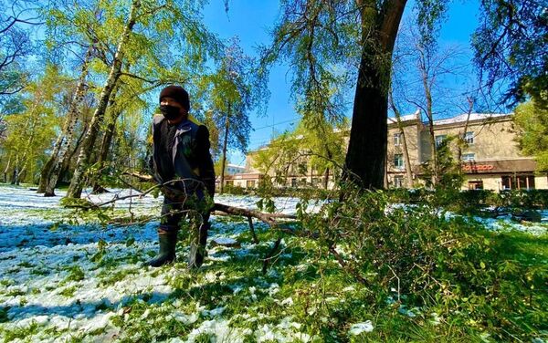 Из-за снегопада рухнуло много деревьев - Sputnik Кыргызстан