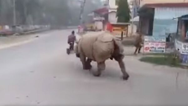 Носорог гоняет нарушителей карантина в опустевшем городе Непала. Видео  - Sputnik Кыргызстан