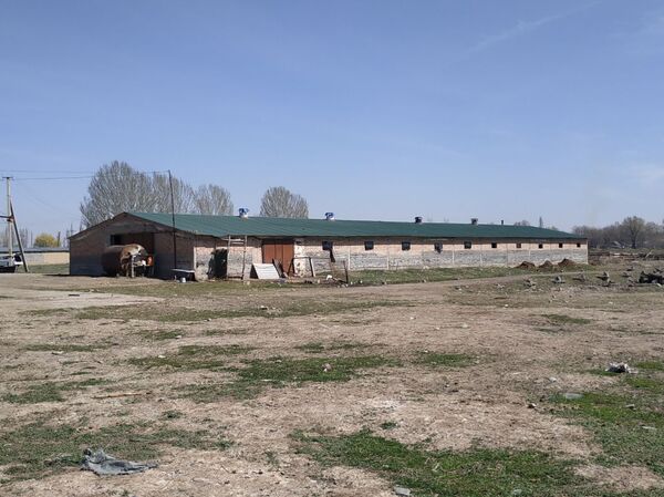 Сарайдагы малчыларды онлайн көзөмөлдөйм. 28 жаштагы элеттик ишкер менен маек - Sputnik Кыргызстан