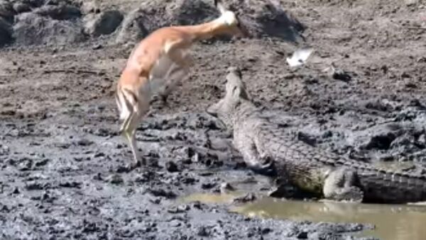 Антилопа молниеносным прыжком спаслась от крокодила. Видео - Sputnik Кыргызстан