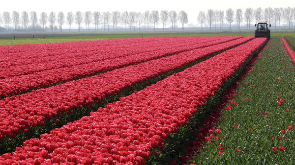 Сбор тюльпанов в Нидерландах. Архивное фото - Sputnik Кыргызстан