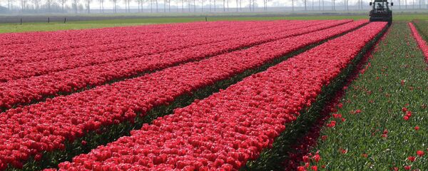 Тюльпановое поле в Нидерландах. Архивное фото - Sputnik Кыргызстан