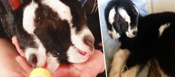 Чопулдатып сүт ичип. Америкада туулган эки баштуу карала улактын видеосу - Sputnik Кыргызстан