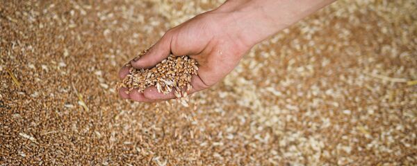 Буудай. Архив - Sputnik Кыргызстан