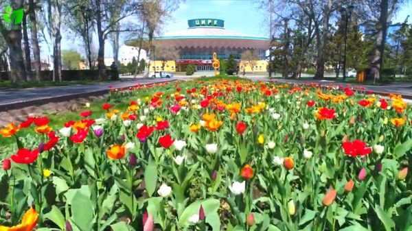 Цветущие тюльпаны в Бишкеке — видео не оставит вас равнодушными - Sputnik Кыргызстан