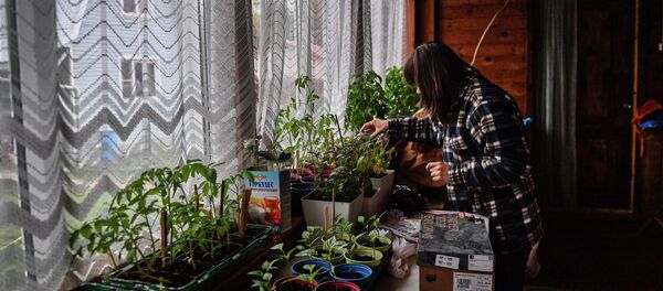 Женщина поливает рассаду в доме на дачном участке в деревне. Архивное фото - Sputnik Кыргызстан