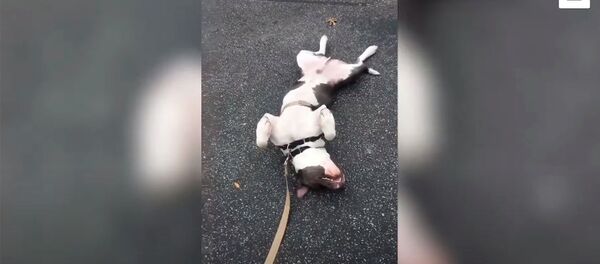 Жата калып, өлүмүш болуп... Карантинден адам эмес ит да тажаган видео Жата калып, өлүмүш болуп... Карантинден адам эмес ит да тажаган видео - Sputnik Кыргызстан