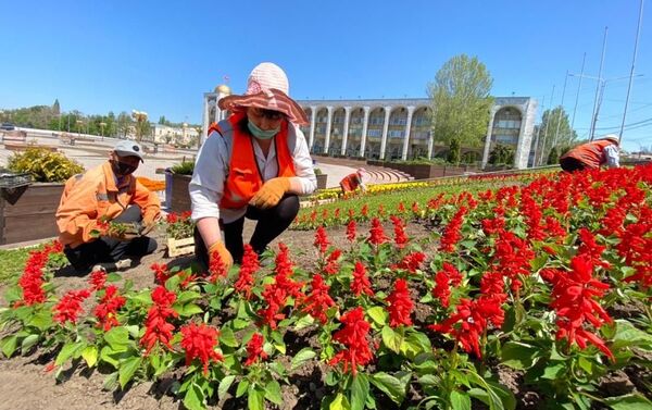Почти три десятка сотрудников МП Тазалык занимаются оформлением центральной площади, в том числе ежегодной посадкой цветочной композиции в виде часов. - Sputnik Кыргызстан