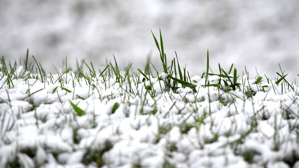 Снег на траве. Архивное фото - Sputnik Кыргызстан